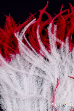 Autruche barbules - 8-15 cm - blanc-rouge